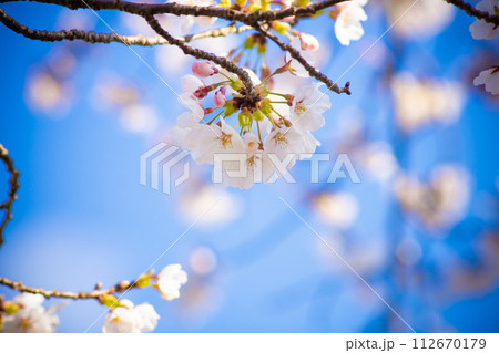 ソメイヨシノ 桜 満開 お花見 青空 ソメイヨシノ 桜 満開 お花見 青空 112670179