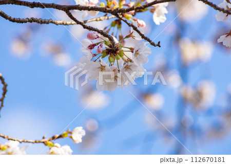 ソメイヨシノ 桜 満開 お花見 青空 ソメイヨシノ 桜 満開 お花見 青空 112670181