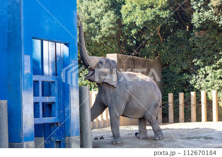 千葉市動物園 動物園 象 アジアゾウ 千葉県 112670184