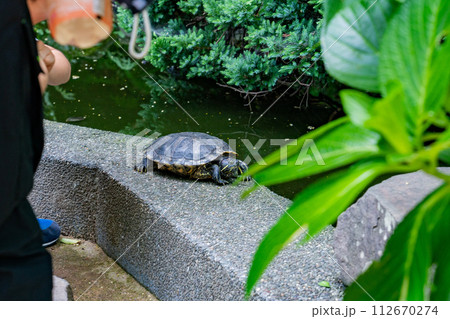 ミドリガメ 亀 甲羅干し 池 ミドリガメ 亀 甲羅干し 池 112670274