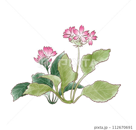 桜草 水彩画 桜草 水彩画 112670691