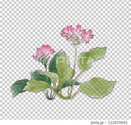 桜草 水彩画 桜草 水彩画 112670691