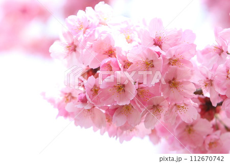 満開の陽光桜のクローズアップ 【白背景】 【空背景】 満開の陽光桜のクローズアップ 【白背景】 【空背景】 112670742
