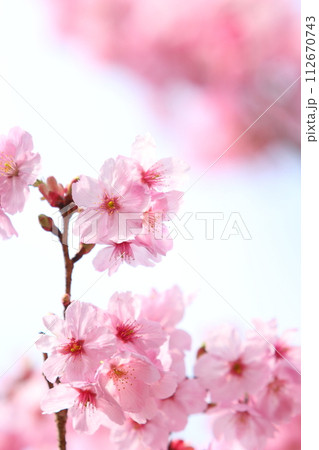 満開の陽光桜のクローズアップ 【空背景】 112670743