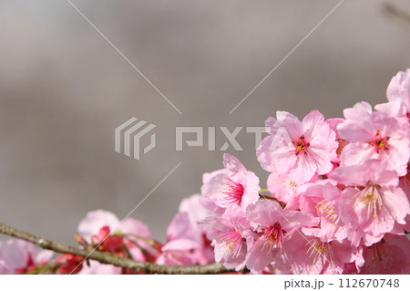 満開の陽光桜のクローズアップ 112670748
