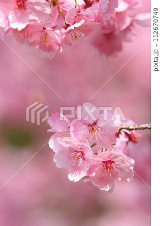 満開の陽光桜のクローズアップ 満開の陽光桜のクローズアップ 112670749