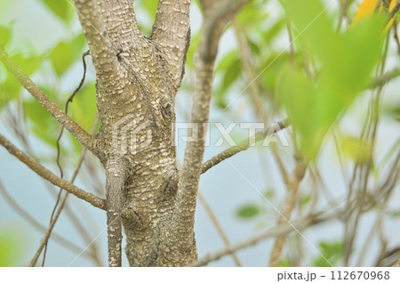 The surface of the trunk is brown, rough. The surface of the trunk is brown, rough. 112670968