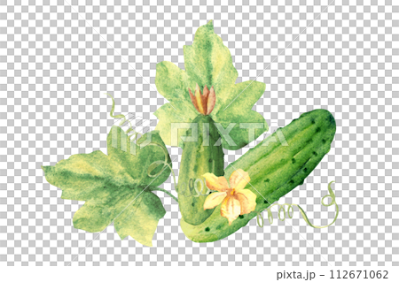 Watercolor vegetables salad set. Cucumber, tomato and avocado, paprika and parsley plant. Hand drawn illustration in vintage style isolated on a white background. 112671062