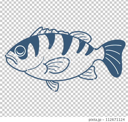 Rockfish design illustration Rockfish design illustration 112671124