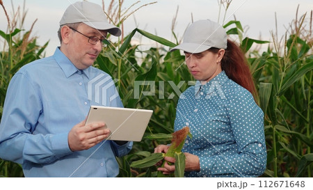 agriculture, farmers handshake field, business corn farm, farmer working tablet with partner, business handshake, working, people, nice, adult, internet, hold, leaf, sky, agriculture farm, cheerful agriculture, farmers handshake field, business corn farm, farmer working tablet with partner, business handshake, working, people, nice, adult, internet, hold, leaf, sky, agriculture farm, cheerful 112671648