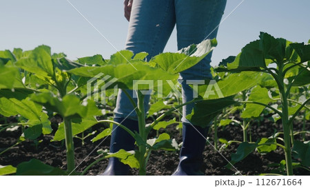 farmer touches green leaf sunflower, farmer walks rubber boots along rows crops farm, agriculture, sunflower sprouts, agriculture business, sapling, green sunflowers, green, farmer, young sunflower 112671664