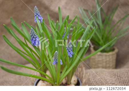 Rustic Muscari Bulbs in Bloom 112672034