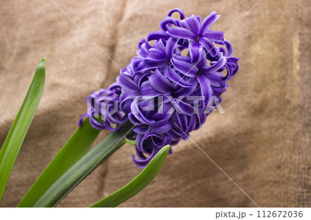 Vibrant Purple Hyacinth on Burlap Vibrant Purple Hyacinth on Burlap 112672036