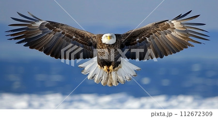 Majestic bald eagle soaring in winter sky 112672309