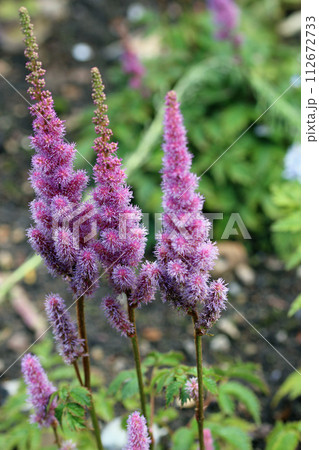 Pink Astilbe flowers in close up 112672733