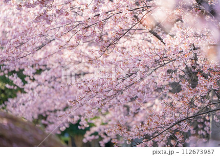 【カンザクラ】徳島中央公園の蜂須賀桜 112673987