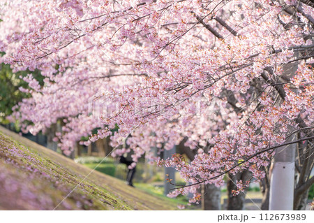 【カンザクラ】徳島中央公園の蜂須賀桜 112673989