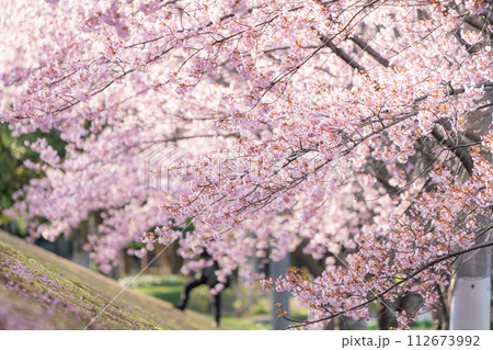 【カンザクラ】徳島中央公園の蜂須賀桜 112673992