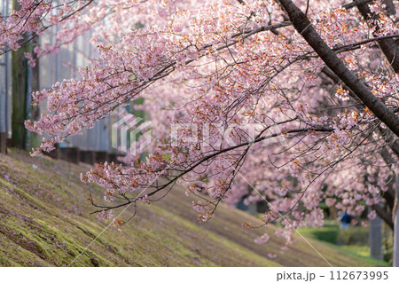 【カンザクラ】徳島中央公園の蜂須賀桜 【カンザクラ】徳島中央公園の蜂須賀桜 112673995
