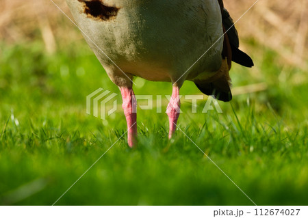 The paws of the Egyptian goose. Birds in the wild. Flying and waterfowl species of birds. 112674027