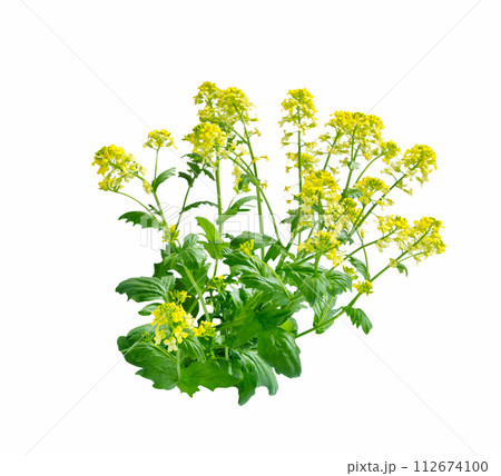 Mustard Flower blossom, Canola or Oilseed Rapeseed. Mustard Flower blossom, Canola or Oilseed Rapeseed. 112674100