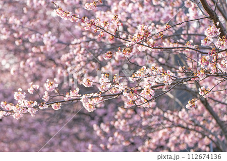 【カンザクラ】徳島中央公園の蜂須賀桜 【カンザクラ】徳島中央公園の蜂須賀桜 112674136