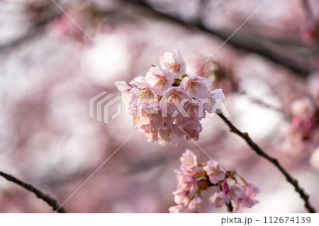 【カンザクラ】徳島中央公園の蜂須賀桜 【カンザクラ】徳島中央公園の蜂須賀桜 112674139