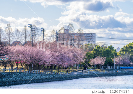 【カンザクラ】徳島中央公園の蜂須賀桜 【カンザクラ】徳島中央公園の蜂須賀桜 112674154