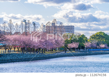 【カンザクラ】徳島中央公園の蜂須賀桜 112674156