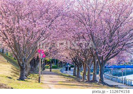 【カンザクラ】徳島中央公園の蜂須賀桜 【カンザクラ】徳島中央公園の蜂須賀桜 112674158