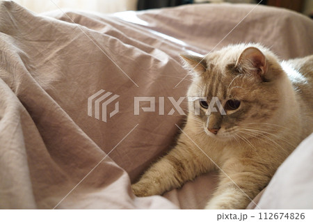 Front view of a cute beautiful Siamese breed cat on a classic brown blanket Front view of a cute beautiful Siamese breed cat on a classic brown blanket 112674826