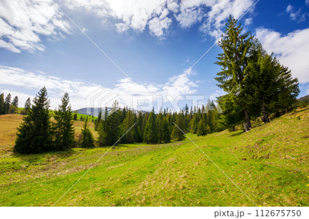 coniferous forest on the grassy hills and meadows of the carpathian countryside in spring. mountainous rural landscape of ukraine with snow capped tops of borzhava range in the distance on a sunny day coniferous forest on the grassy hills and meadows of the carpathian countryside in spring. mountainous rural landscape of ukraine with snow capped tops of borzhava range in the distance on a sunny day 112675750