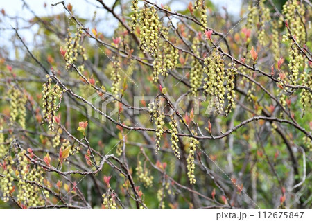 キブシの花 キブシの花 112675847