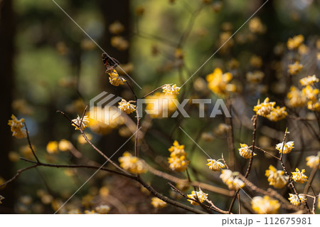 ミツマタの花にとまるアカタテハ蝶 112675981