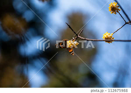 ミツマタの花にとまるアカタテハ蝶 ミツマタの花にとまるアカタテハ蝶 112675988