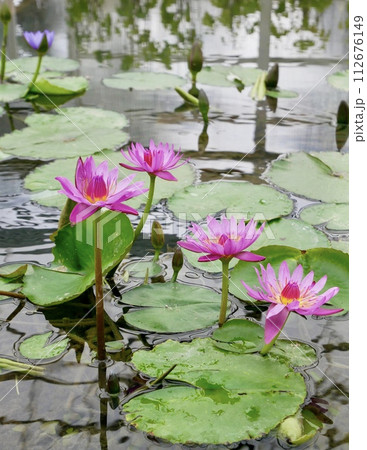 Lotus Lotus 112676149