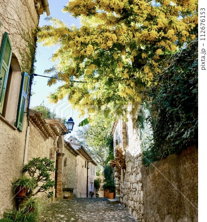 Mimosa in Biot 112676153