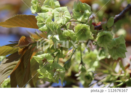 珍しい桜の品種で薄緑色の楊貴妃 珍しい桜の品種で薄緑色の楊貴妃 112676167