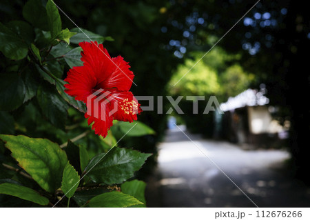 フクギ並木のハイビスカス 112676266