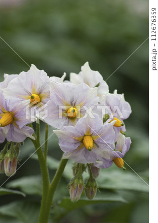 クローズアップのジャガイモの花 クローズアップのジャガイモの花 112676359