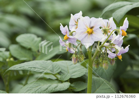 クローズアップのジャガイモの花 112676360