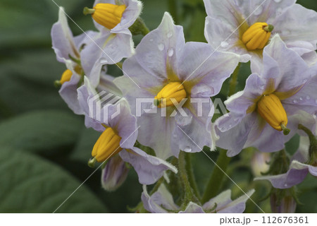 クローズアップのジャガイモの花 112676361
