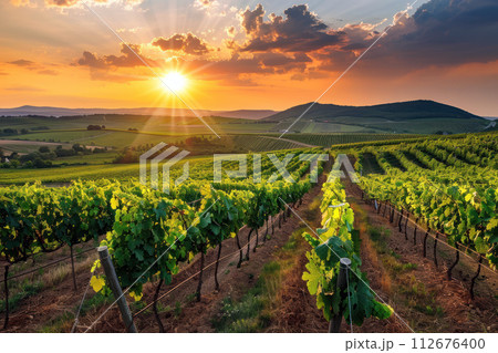 Panoramic view of vineyard with rows of grapevines at sunset planted on a beautiful hilly landscape. Generative AI 112676400