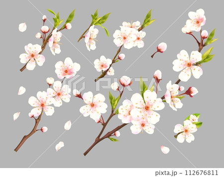 Realistic blossom apricot. 3d branch bloom flowers of plums, apricots cherry peach almond apple sakura fruit tree, blooming flower closeup, advertisement exact vector illustration 112676811