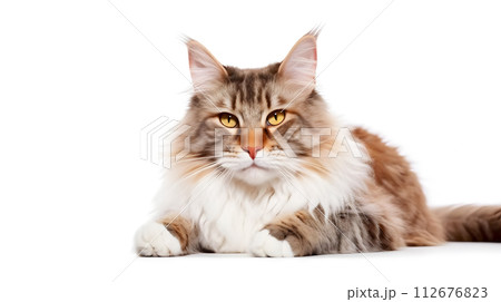 猫(ラパーマ) 猫(ラパーマ) 112676823