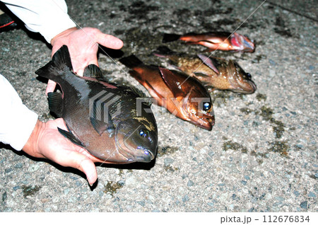 荒磯の上物釣りで釣れた魚を磯の上に並べて撮った 112676834