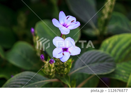 キツネノマゴ科紫色が綺麗なルリハナガサ【瑠璃花笠】 112676877