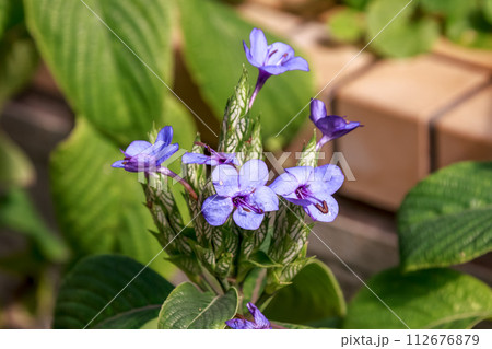 キツネノマゴ科紫色が綺麗なルリハナガサ【瑠璃花笠】 112676879