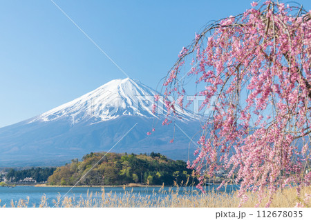 「山梨県」大石公園の枝垂れ桜と富士山 「山梨県」大石公園の枝垂れ桜と富士山 112678035