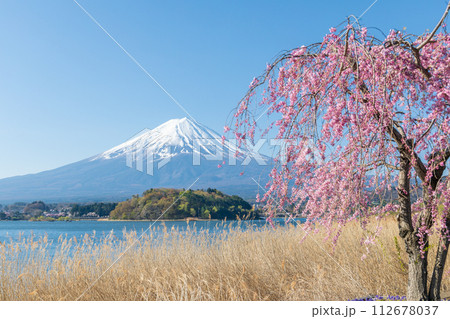 「山梨県」大石公園の枝垂れ桜と富士山 112678037